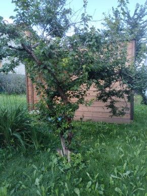 Коллективный сад номер 7, участок 58 в Коломне - kolomna.yutvil.ru - фото 28 Коллективный сад номер 7, участок 58 в Коломне - kolomna.yutvil.ru - фото 28